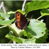 erebia aethiops daghestan male 1